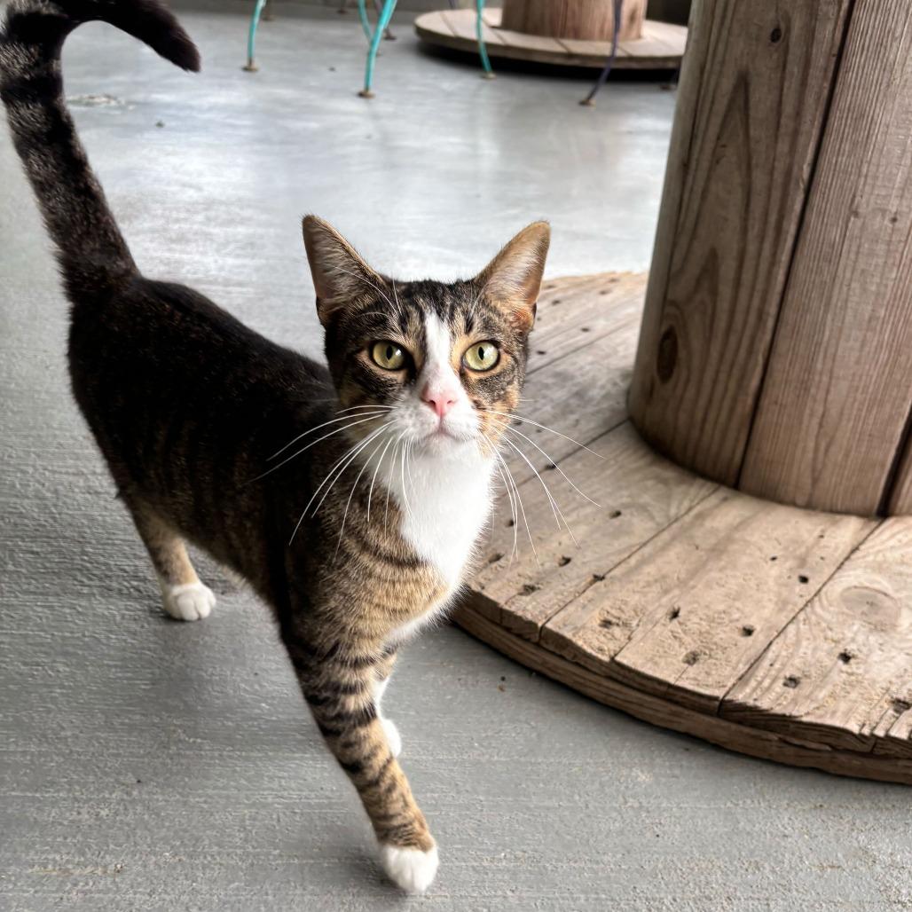 Enlarge Girl Dinner, a Adoptable Domestic Short Hair in Carencro, LA image 2/6