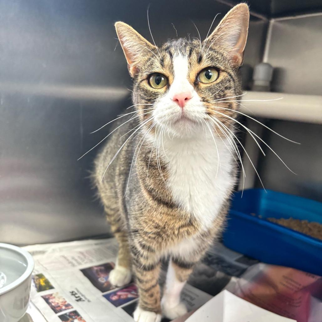 Enlarge Girl Dinner, a Adoptable Domestic Short Hair in Carencro, LA image 3/6