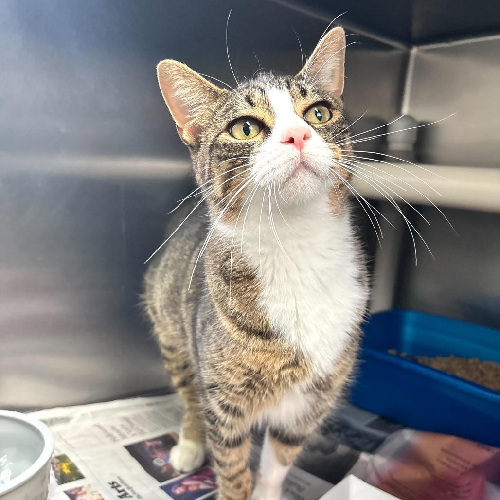 Enlarge Girl Dinner, a Adoptable Domestic Short Hair in Carencro, LA image 4/6