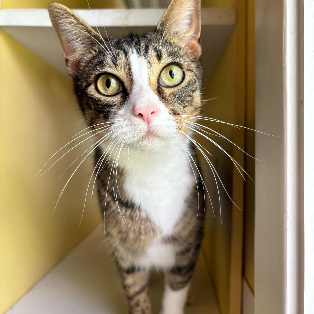 Enlarge Girl Dinner, a Adoptable Domestic Short Hair in Carencro, LA image 5/6