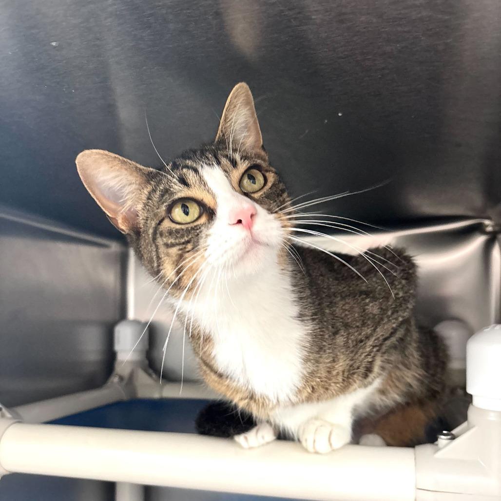 Enlarge Girl Dinner, a Adoptable Domestic Short Hair in Carencro, LA image 6/6