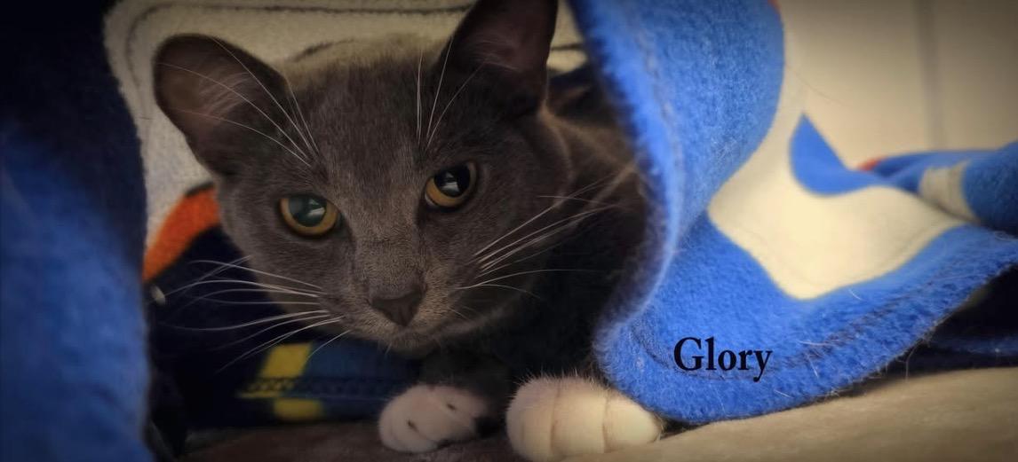 Glory, Adoptable, Young Female Domestic Short Hair.