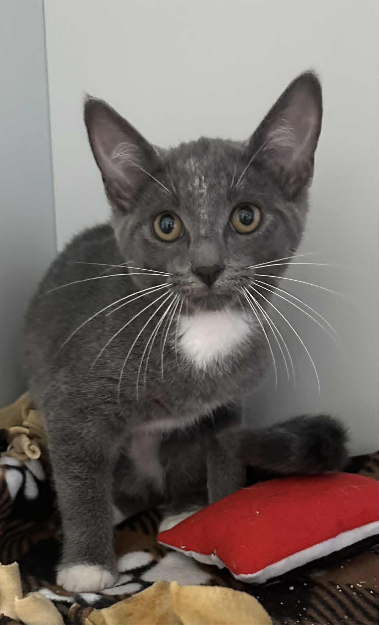 Glory, Adoptable, Kitten Female Domestic Short Hair.