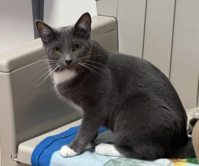 Glory, Adoptable, Young Female Domestic Short Hair.