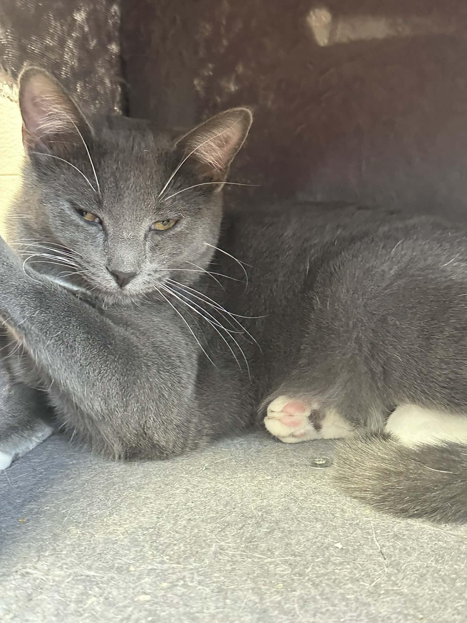 Glory, a Adoptable Domestic Short Hair in Mauston, WI image 2/2