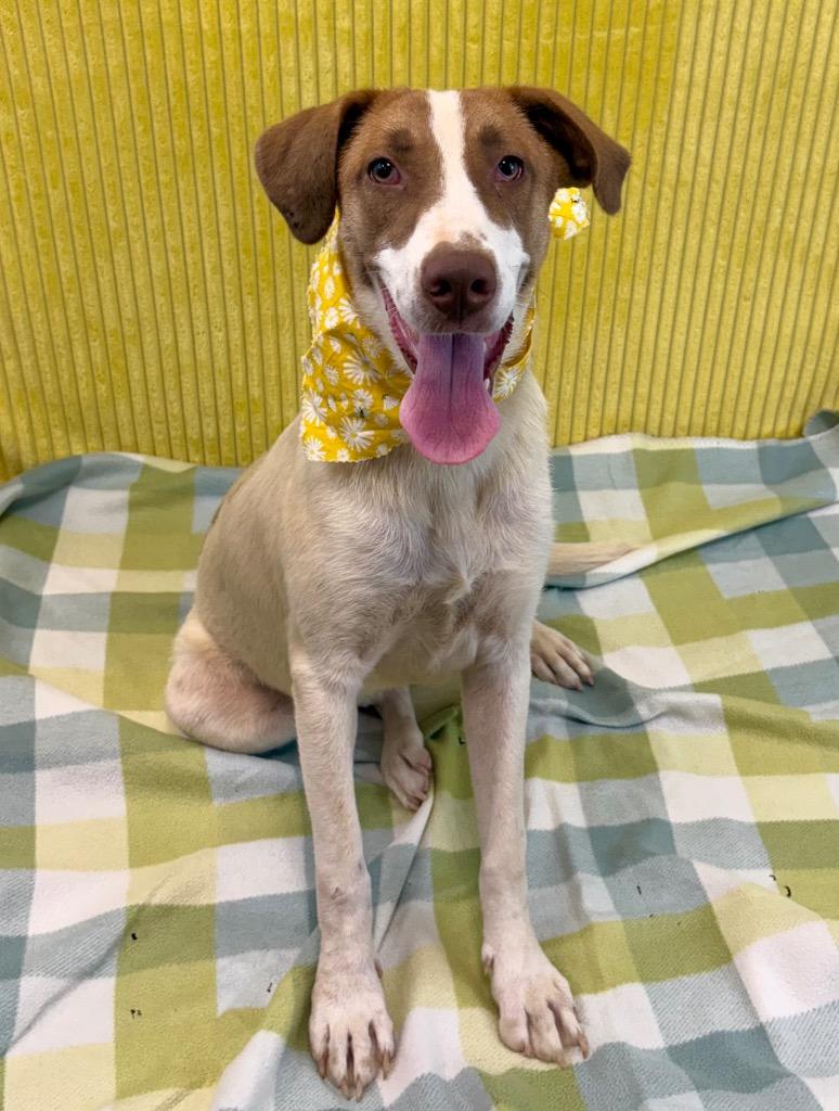 Daphne, Adoptable, Young Female Shepherd.