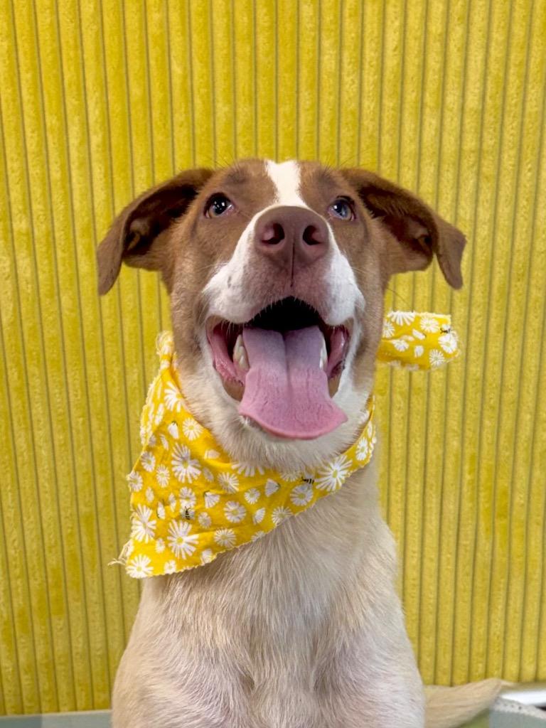 Daphne, a Adoptable mixed breed in Nacogdoches, TX image 2/5