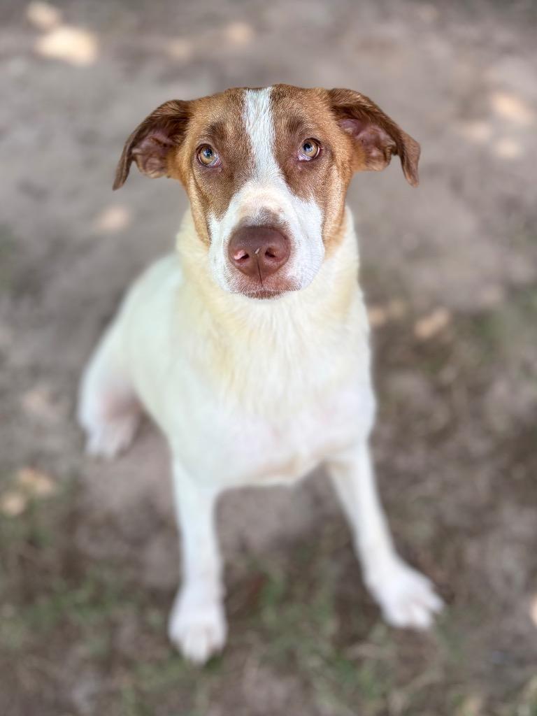 Daphne, a Adoptable mixed breed in Nacogdoches, TX image 3/5