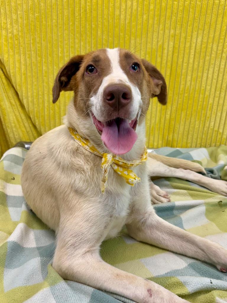 Daphne, a Adoptable mixed breed in Nacogdoches, TX image 4/5