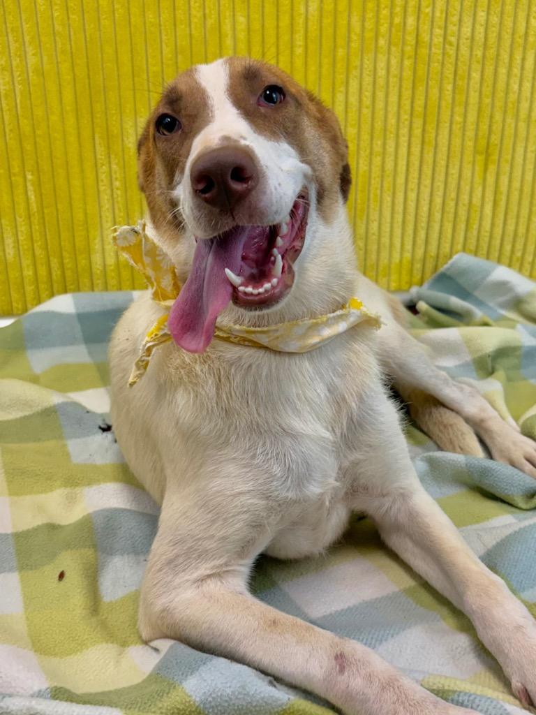 Daphne, a Adoptable mixed breed in Nacogdoches, TX image 5/5