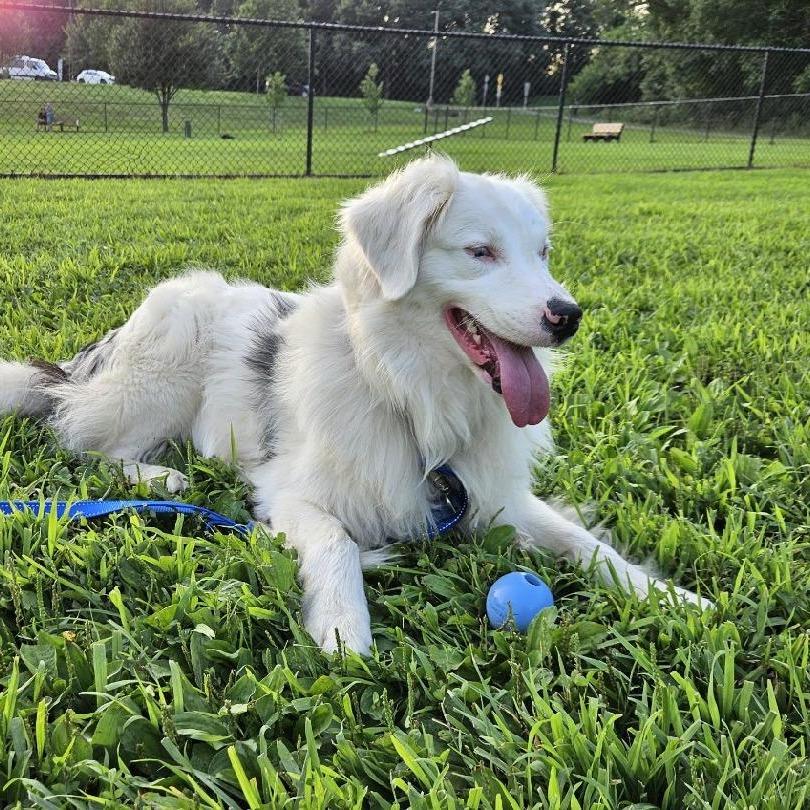 Poe, a Adoptable Australian Shepherd in Alexandria, VA image 4/4