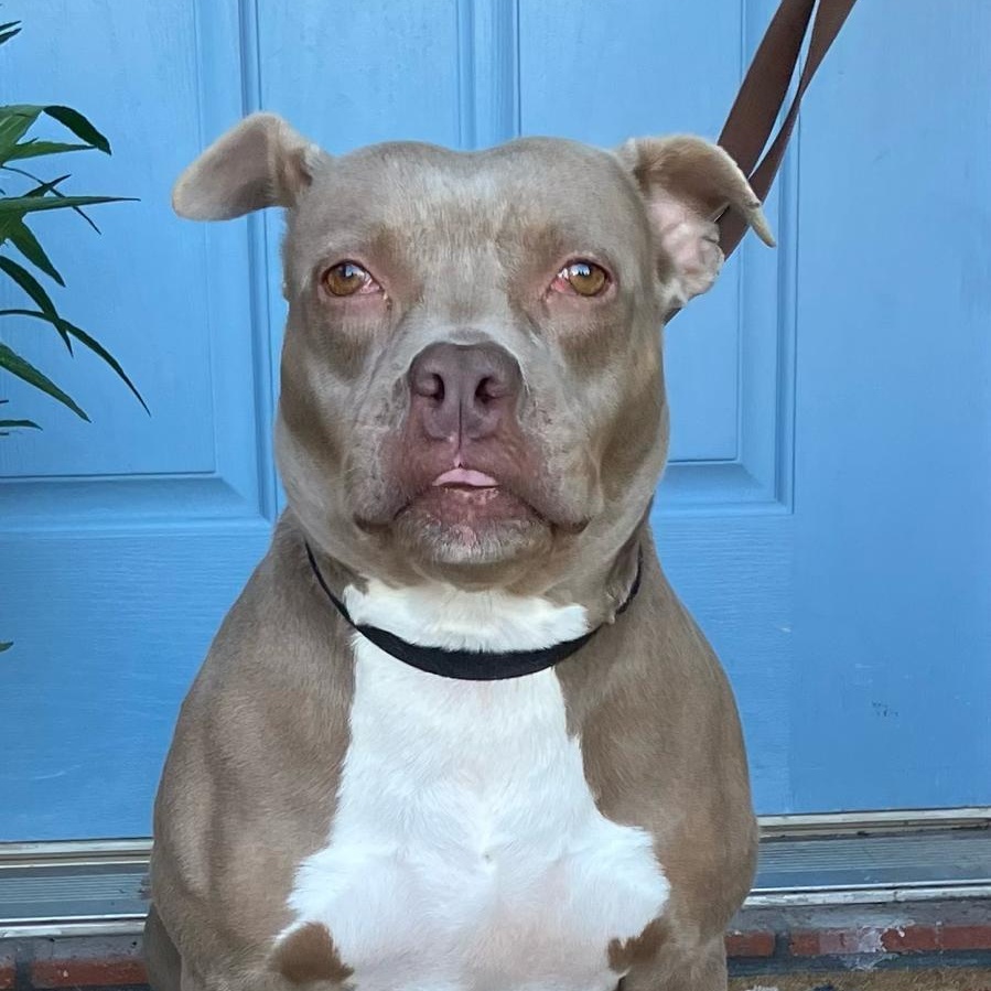 Bailey-Sue — thumbnail 4