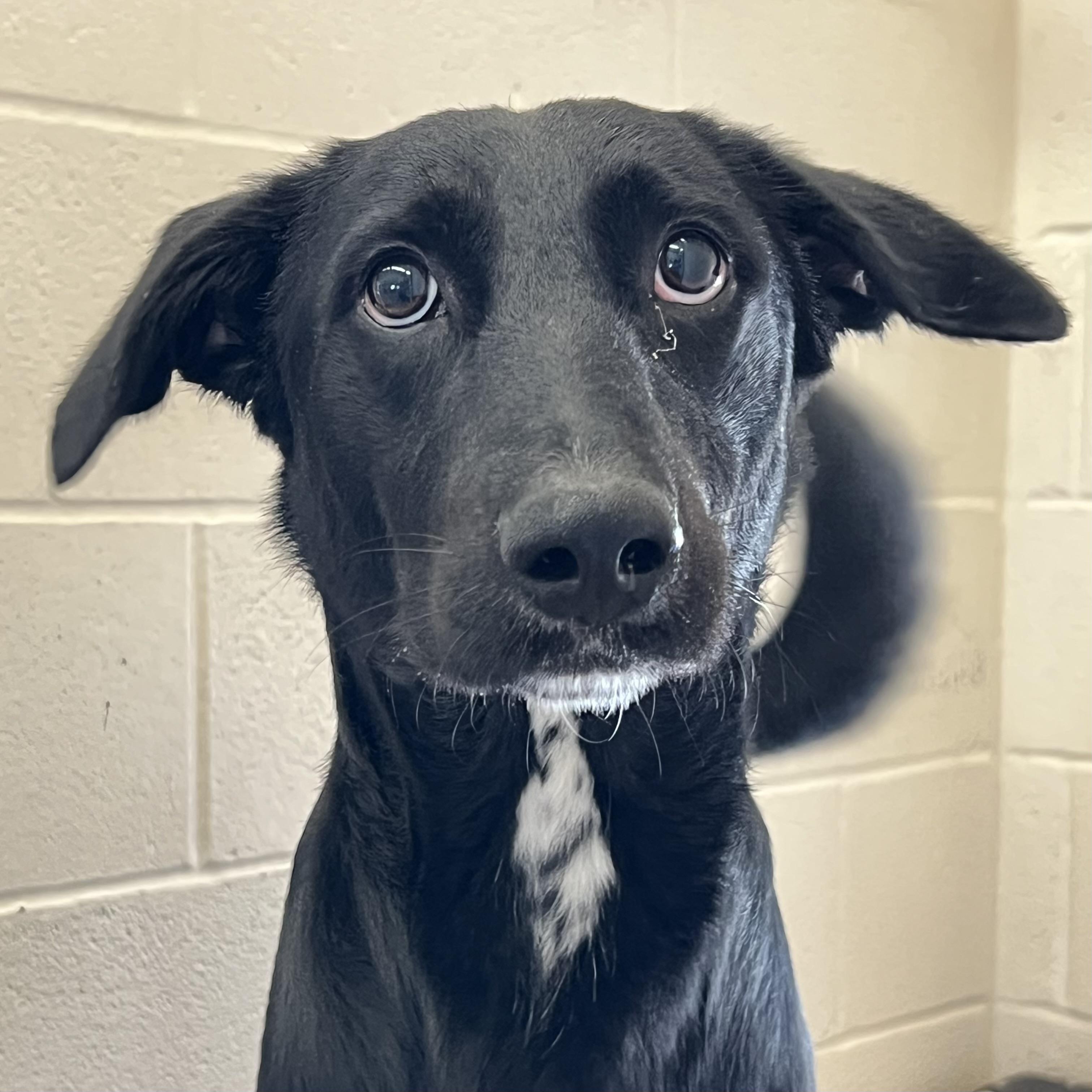 Oreo, ADOPTABLE, Adult Male Labrador Retriever & Border Collie.