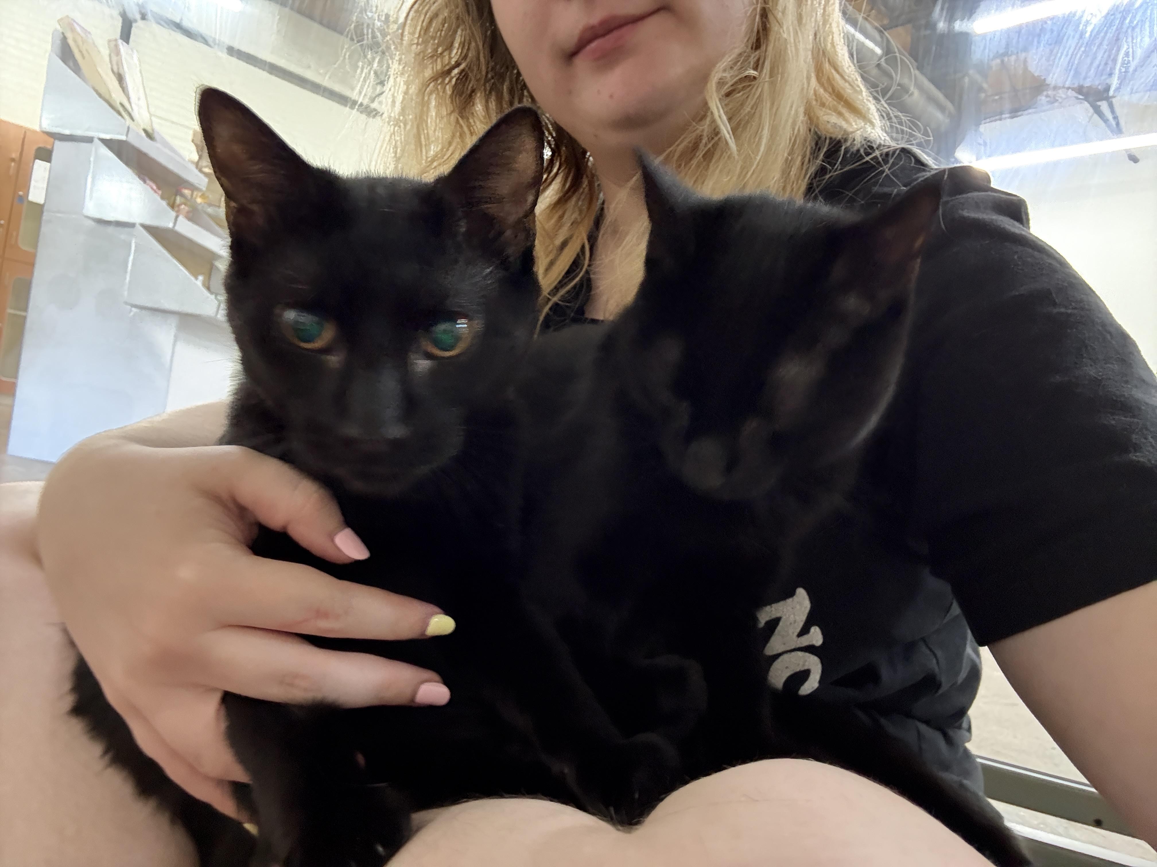 Enlarge Jasper and Edward, a Adoptable Domestic Short Hair in Avondale Estates, GA image 3/6