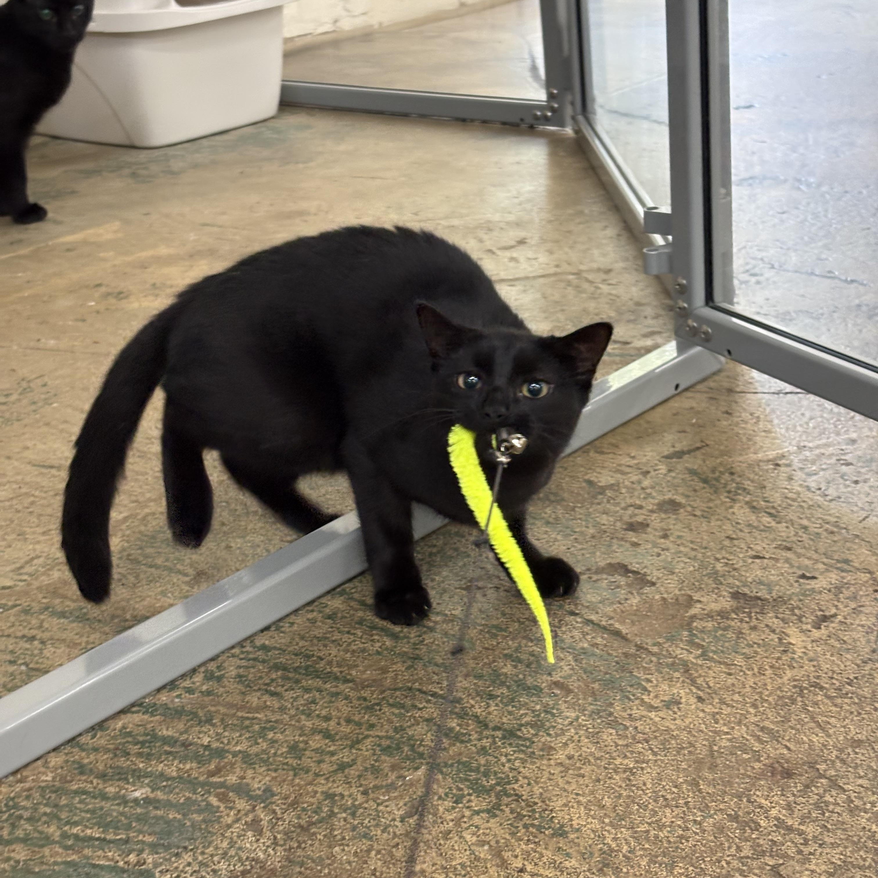 Enlarge Jasper and Edward, a Adoptable Domestic Short Hair in Avondale Estates, GA image 6/6