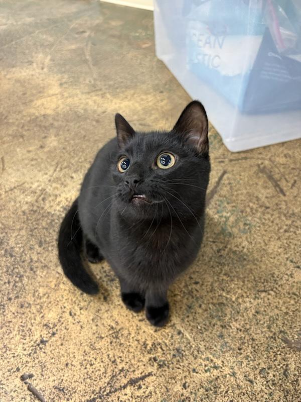 Enlarge Jasper and Edward, a Adoptable Domestic Short Hair in Avondale Estates, GA image 5/6