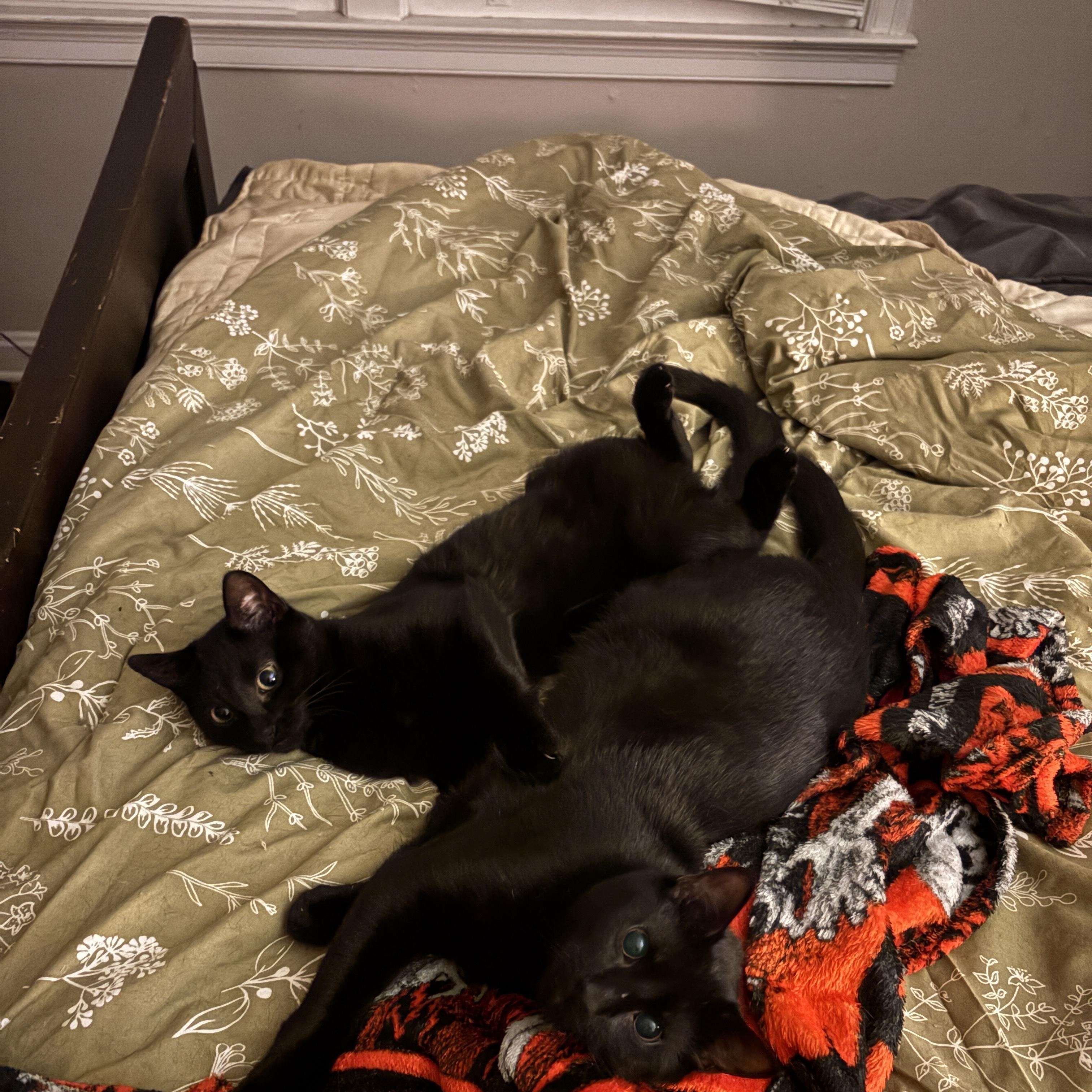 Enlarge Jasper and Edward, a Adoptable Domestic Short Hair in Avondale Estates, GA image 2/6