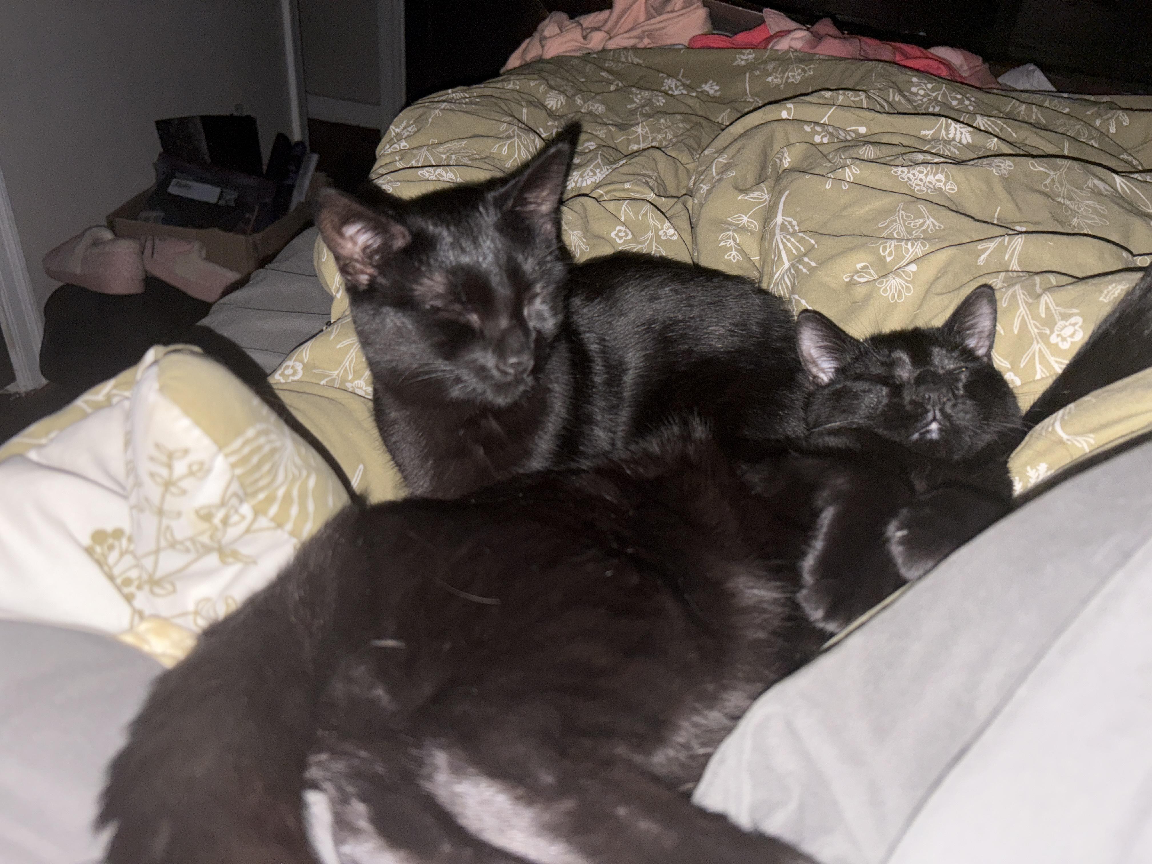 Enlarge Jasper and Edward, a Adoptable Domestic Short Hair in Avondale Estates, GA image 4/6