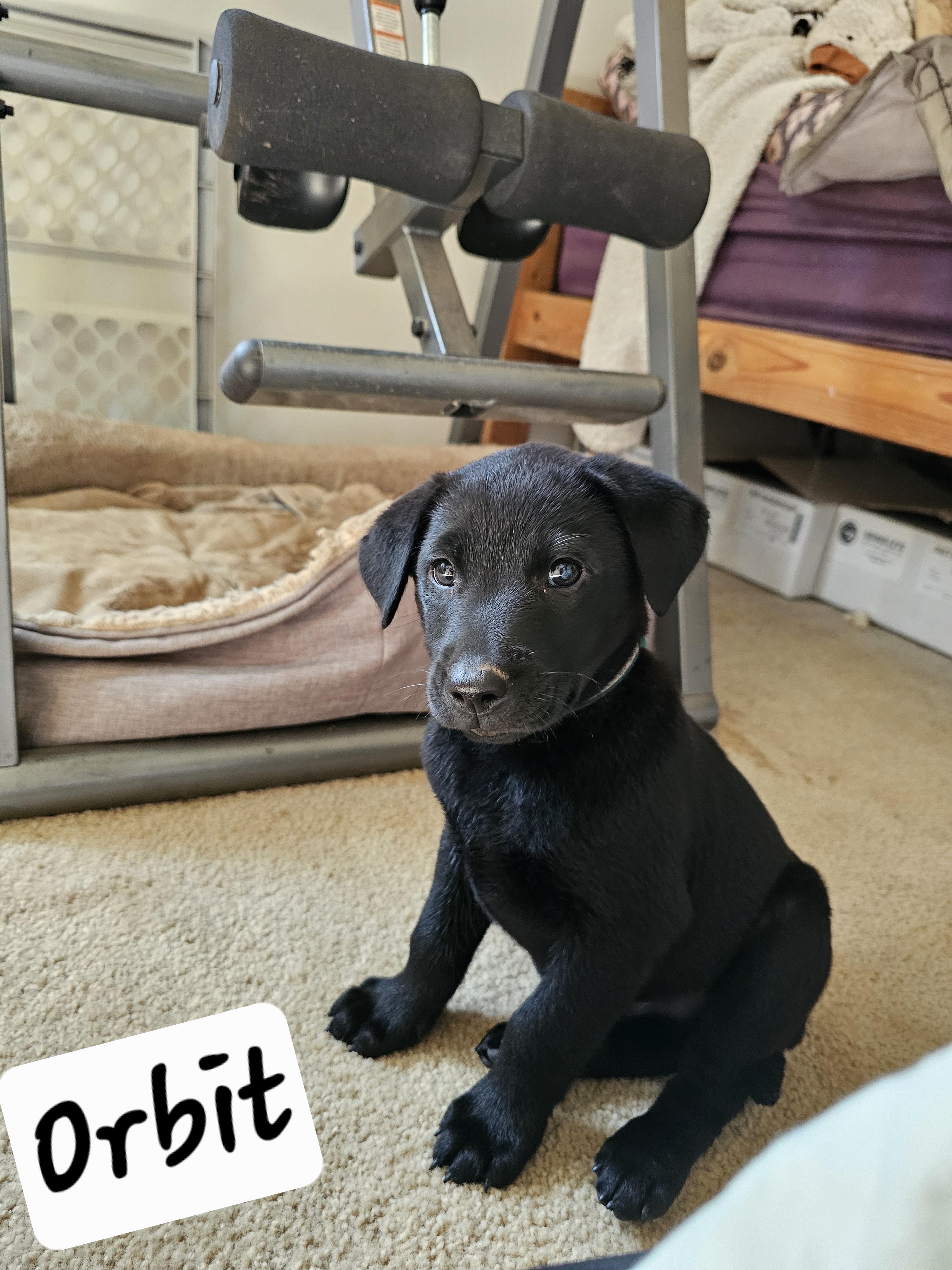 Orbit, a ADOPTABLE mixed breed in Cleveland, OK image 2/2