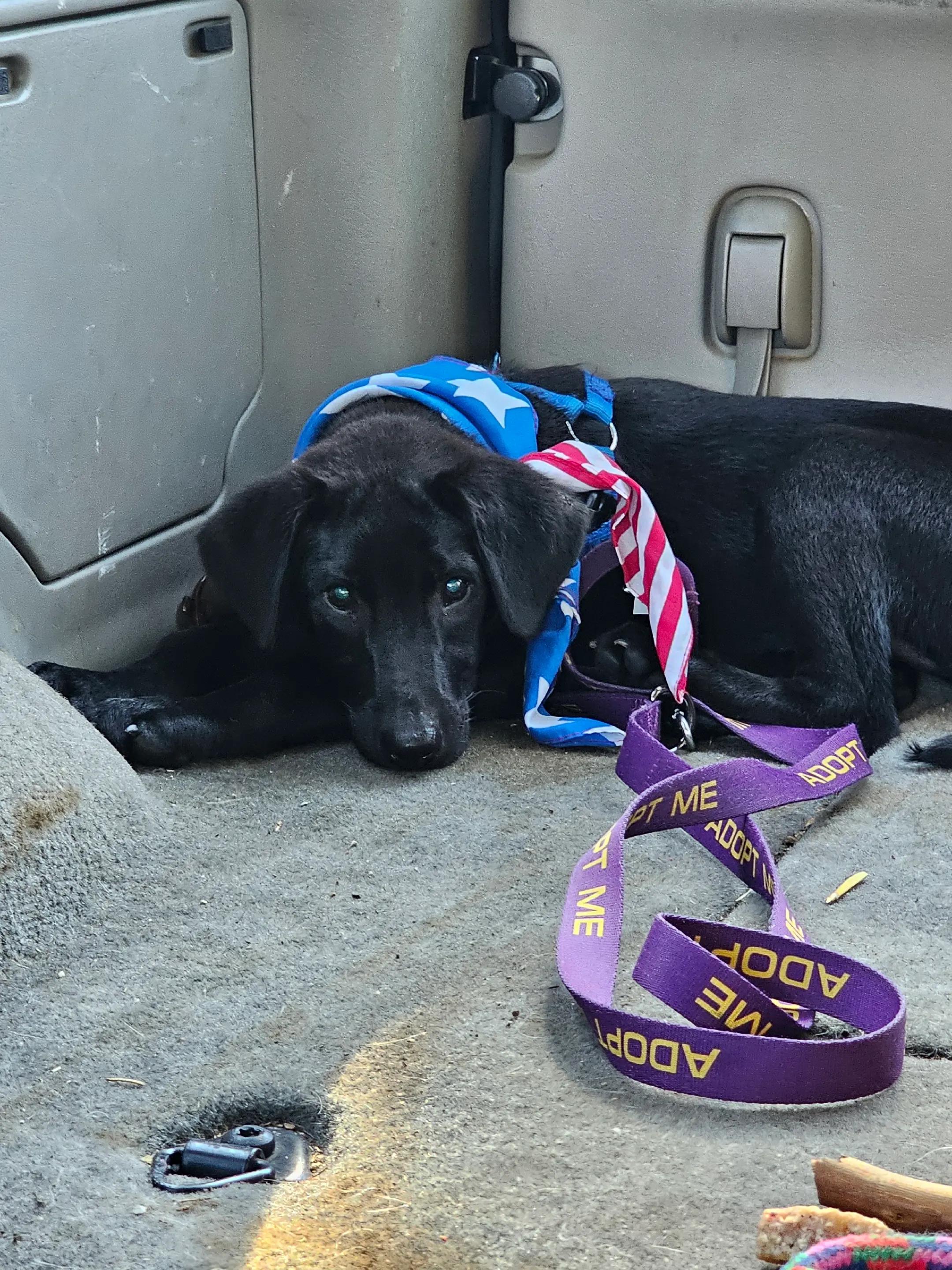 Enlarge Orbit, an adopted mixed breed in Cleveland, OK image 3/3