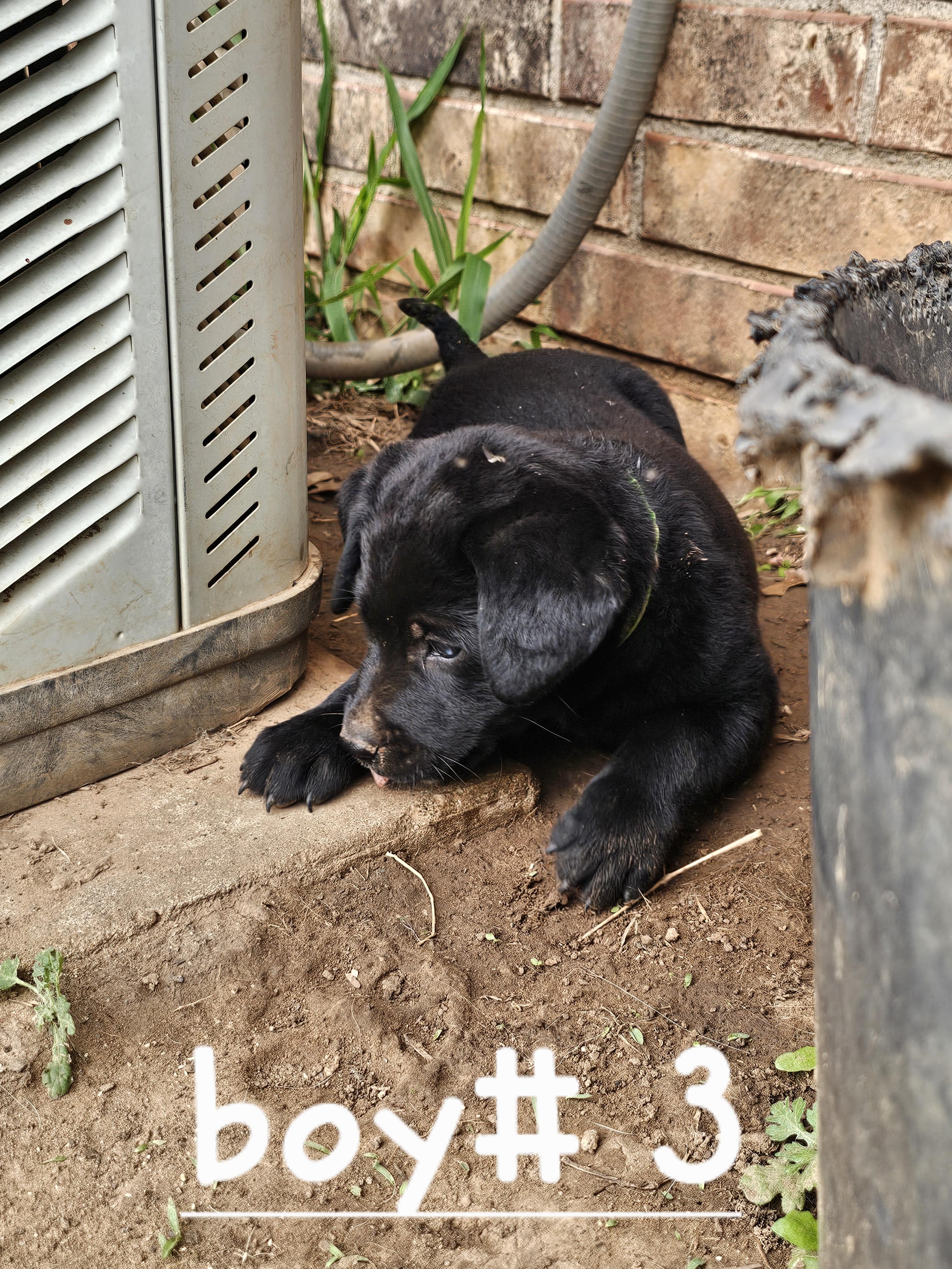 Orbit, ADOPTABLE, Puppy Male Australian Cattle Dog / Blue Heeler & Black Labrador Retriever.