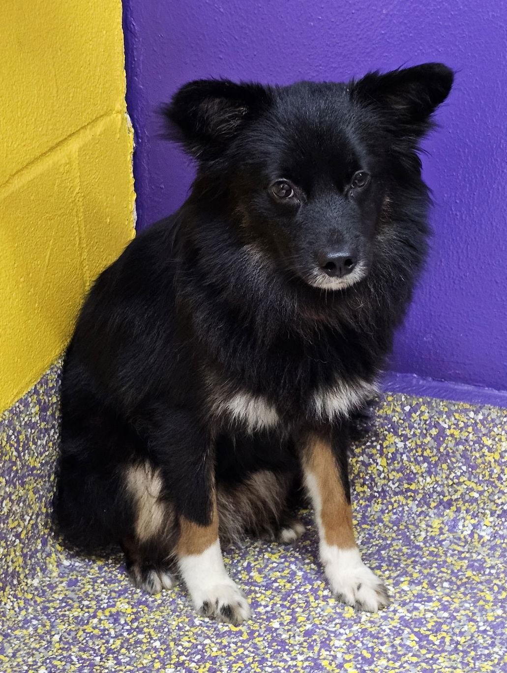 Enlarge Ornament, a Adoptable Chihuahua in Metairie, LA image 1/2