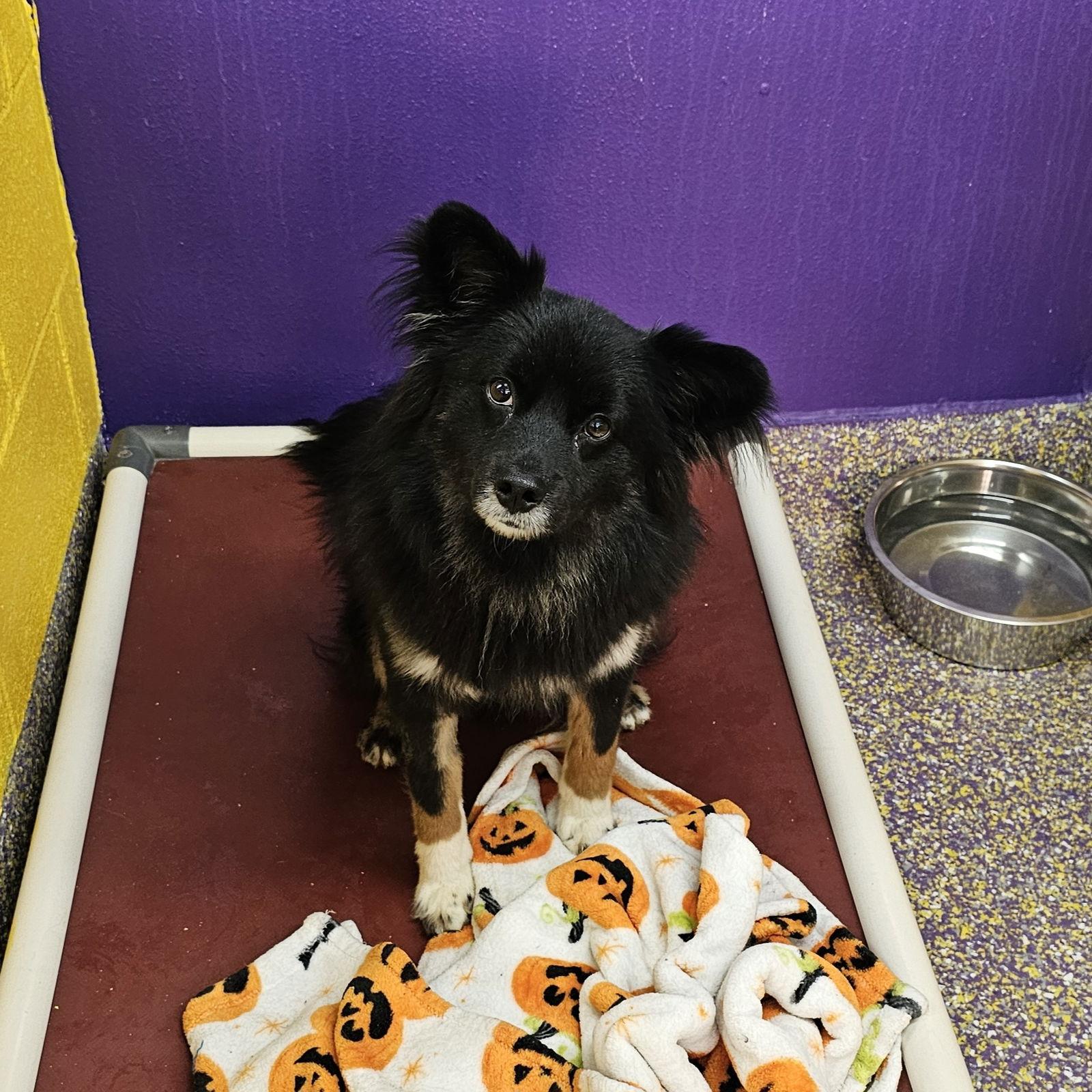 Enlarge Ornament, a Adoptable Chihuahua in Metairie, LA image 2/2