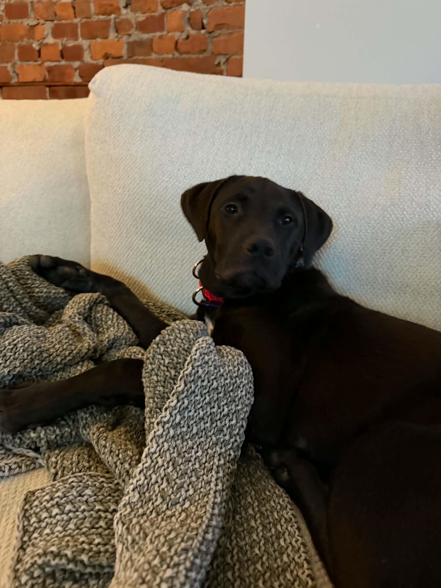 Enlarge Meet Kaiser, a Adoptable mixed breed in Blue Bell, PA image 2/4