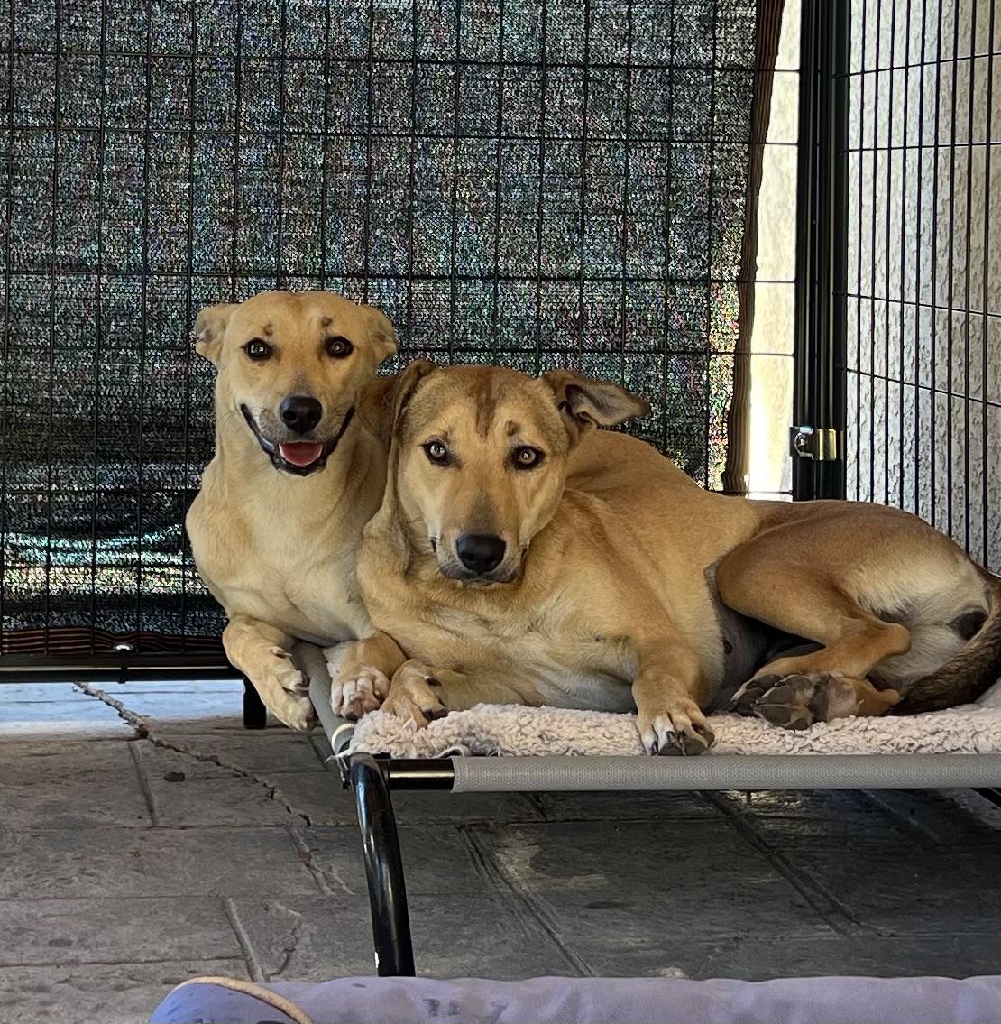 Enlarge Joy, a Adoptable Mixed Breed in MURRIETA, CA image 4/4