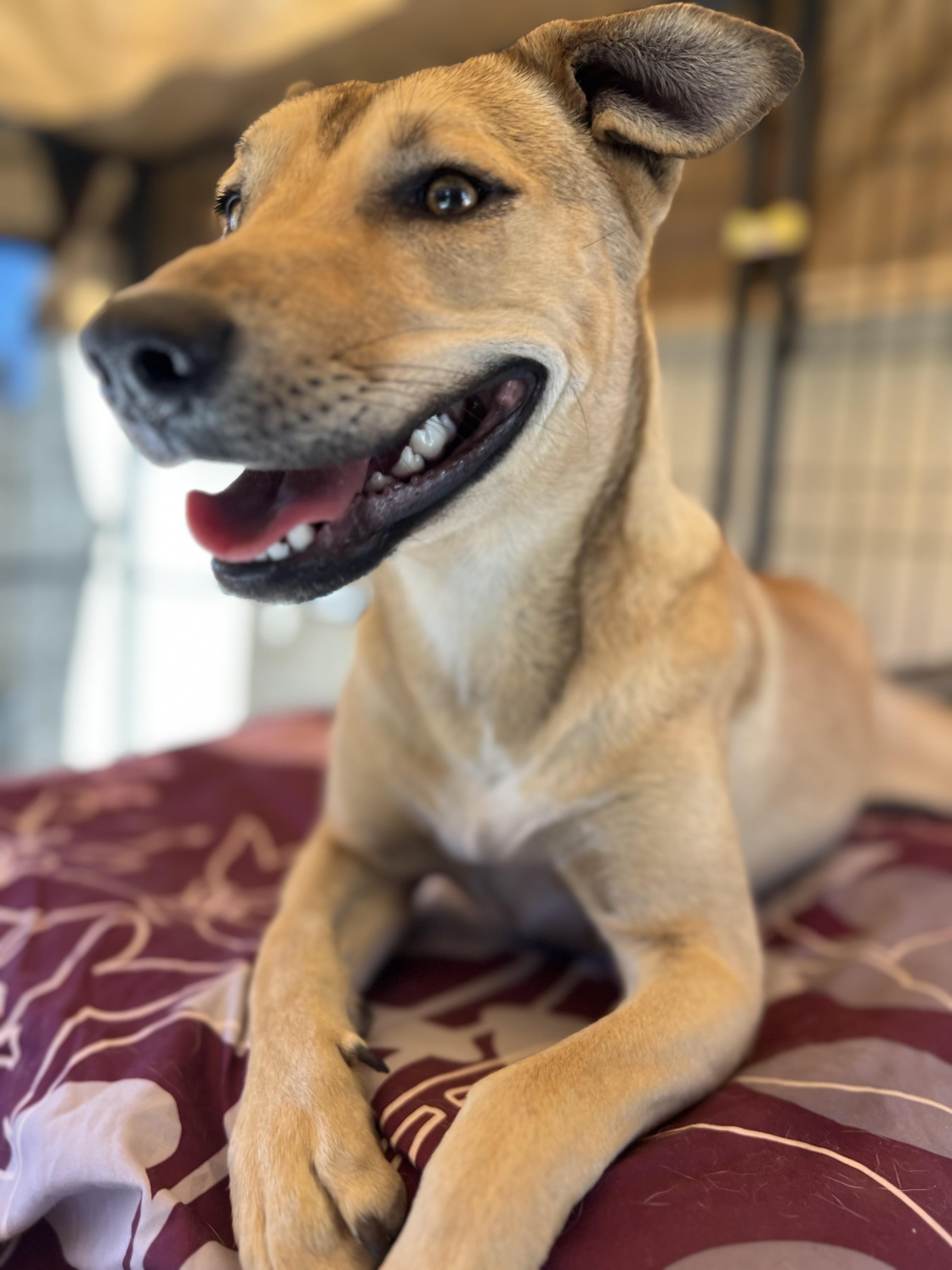 Enlarge Joy, a Adoptable Mixed Breed in MURRIETA, CA image 2/4