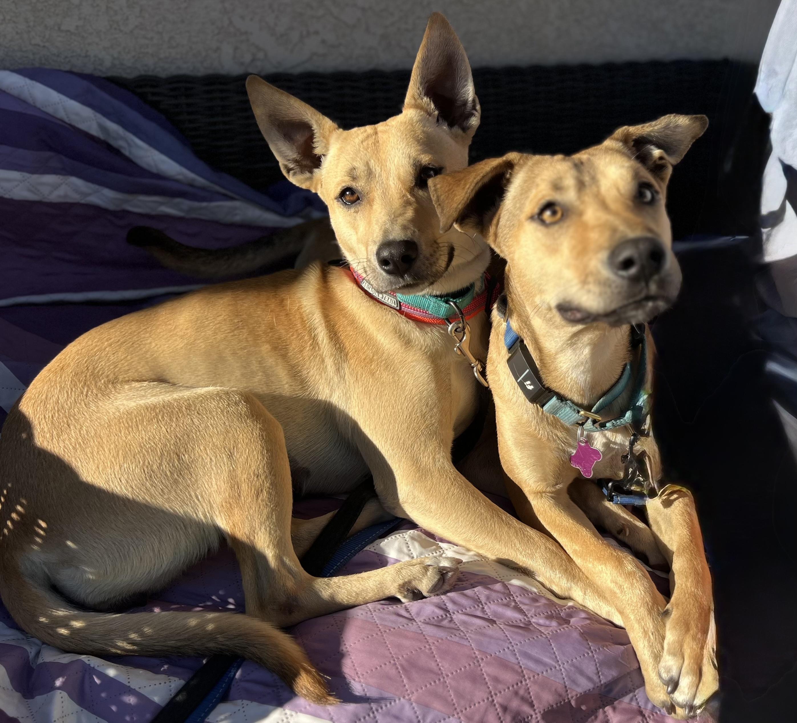 Enlarge Joy, a Adoptable Mixed Breed in MURRIETA, CA image 3/4