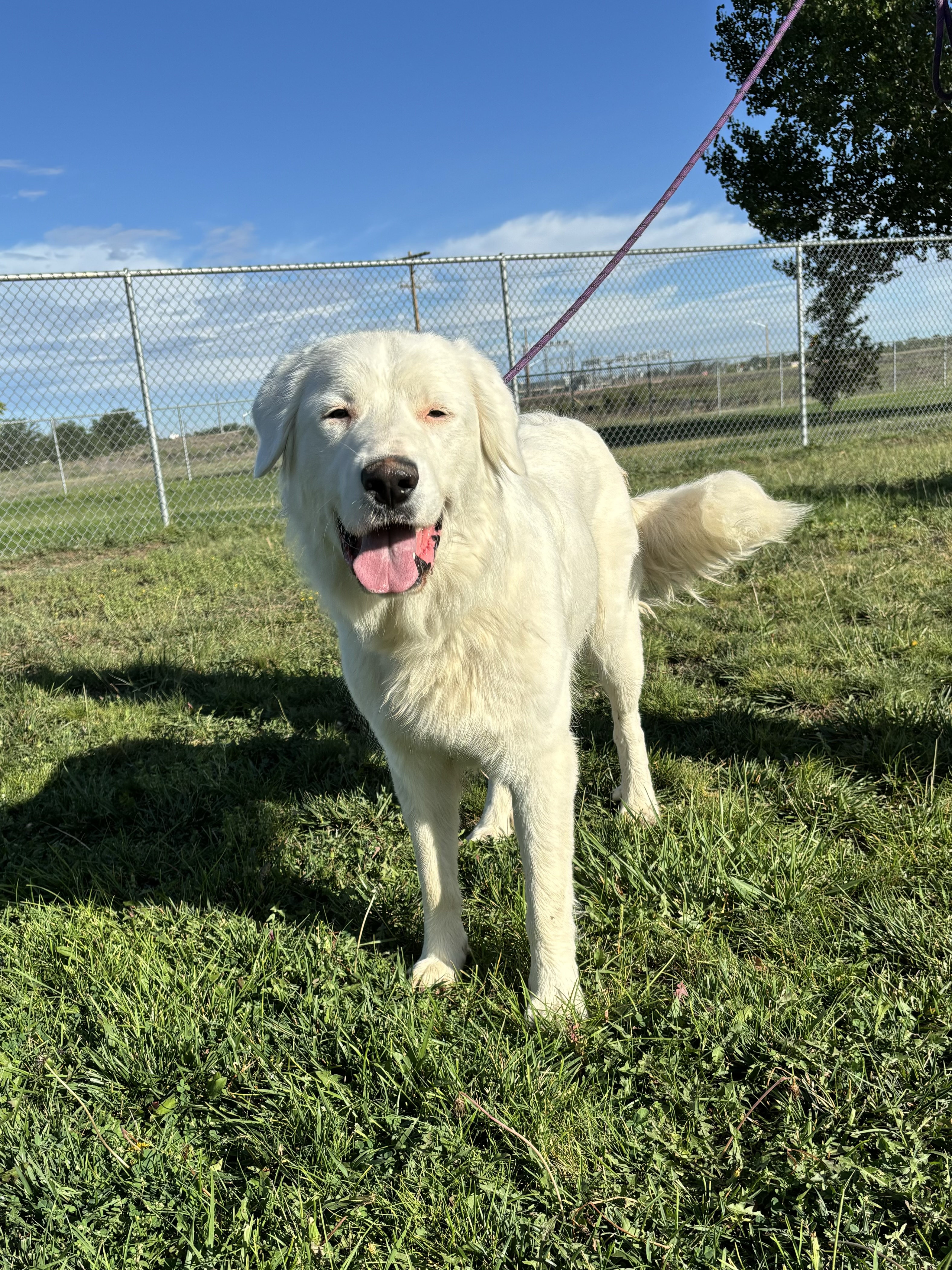 Elsa, a Adoptable Great Pyrenees in Torrington, WY image 3/4