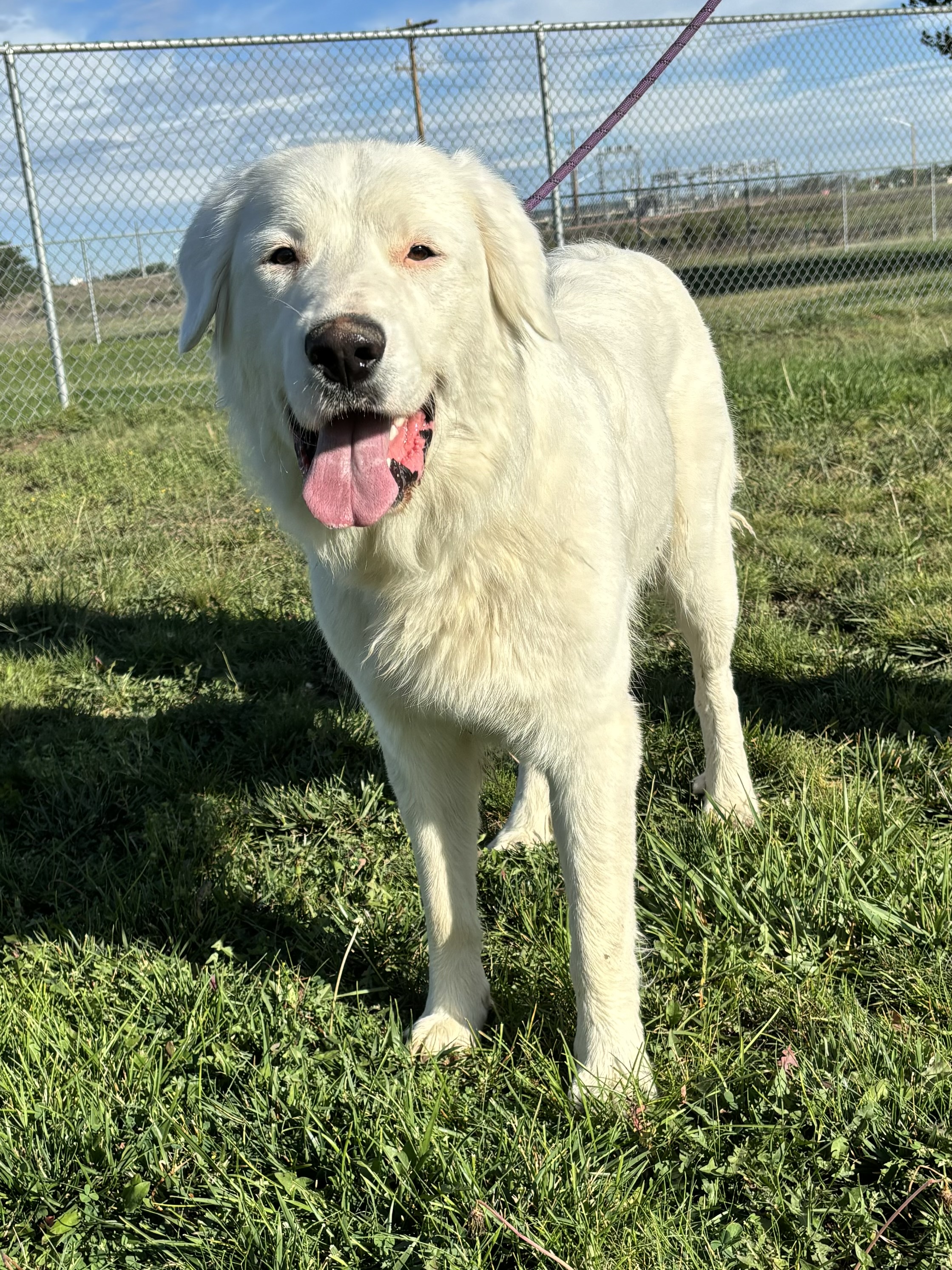 Elsa, a Adoptable Great Pyrenees in Torrington, WY image 1/4