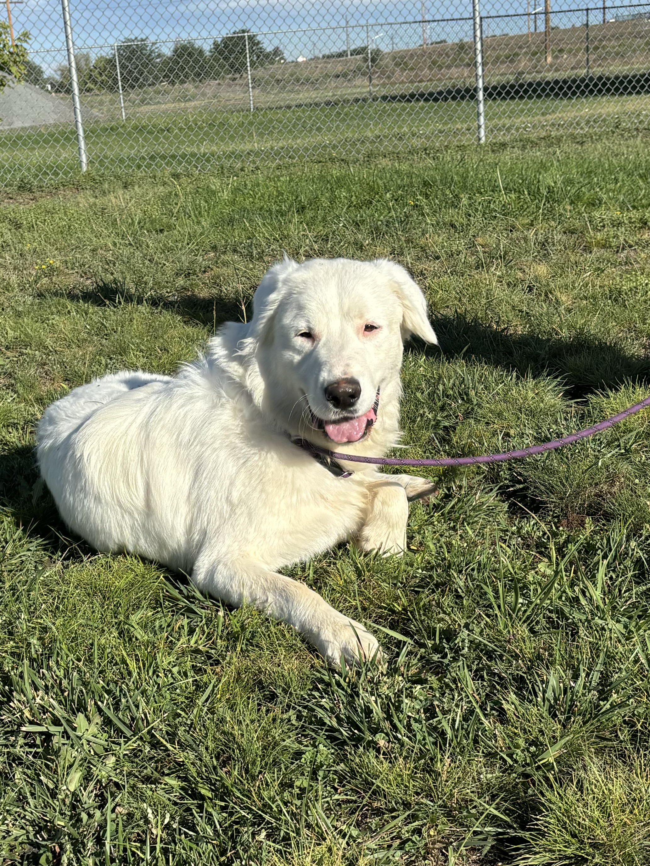 Elsa, a Adoptable Great Pyrenees in Torrington, WY image 2/4