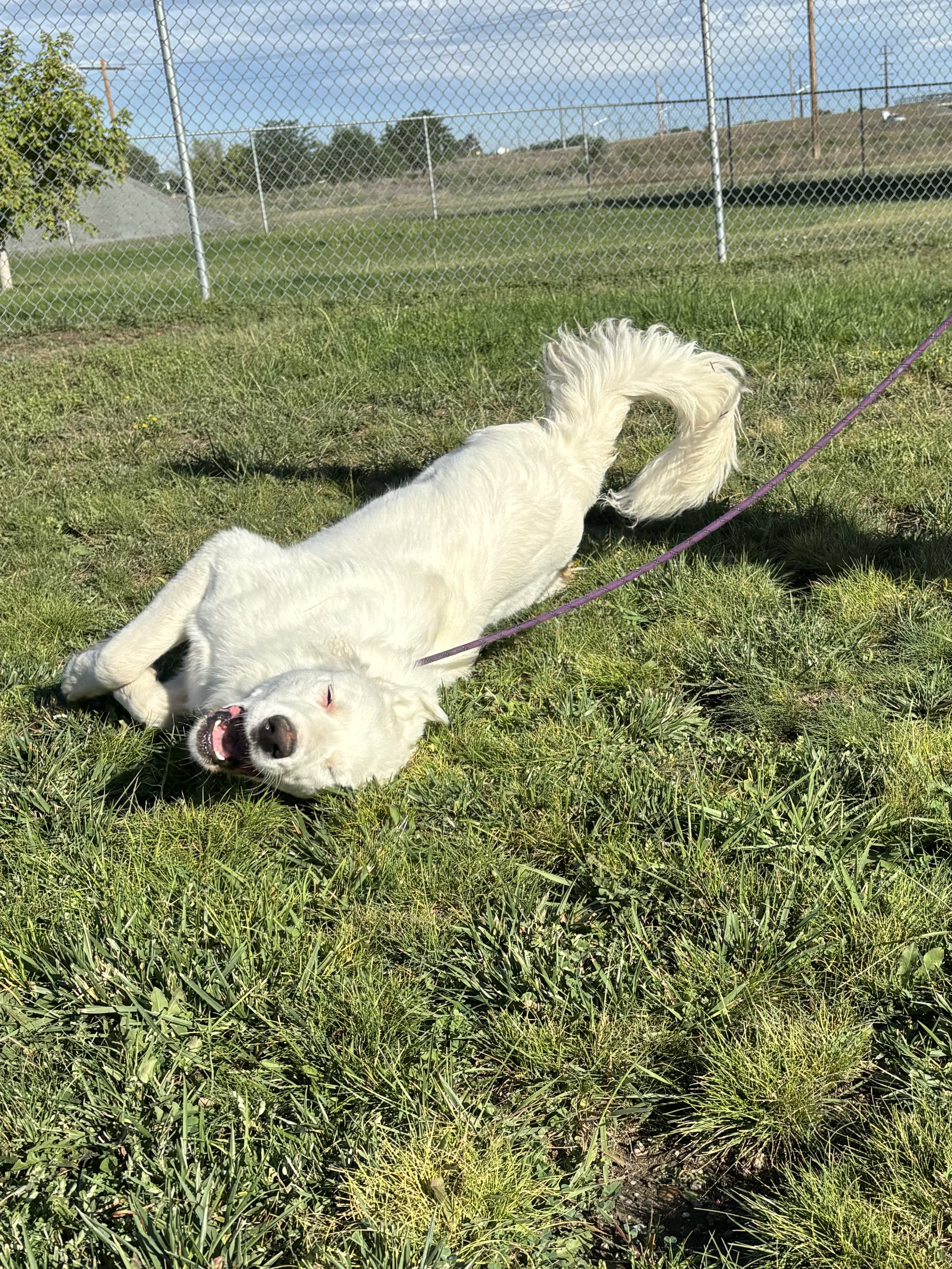 Elsa, a Adoptable Great Pyrenees in Torrington, WY image 4/4