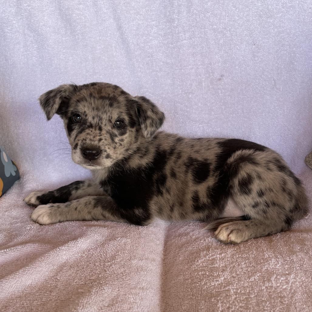 Berry, Adoptable, Puppy Female Catahoula Leopard Dog.
