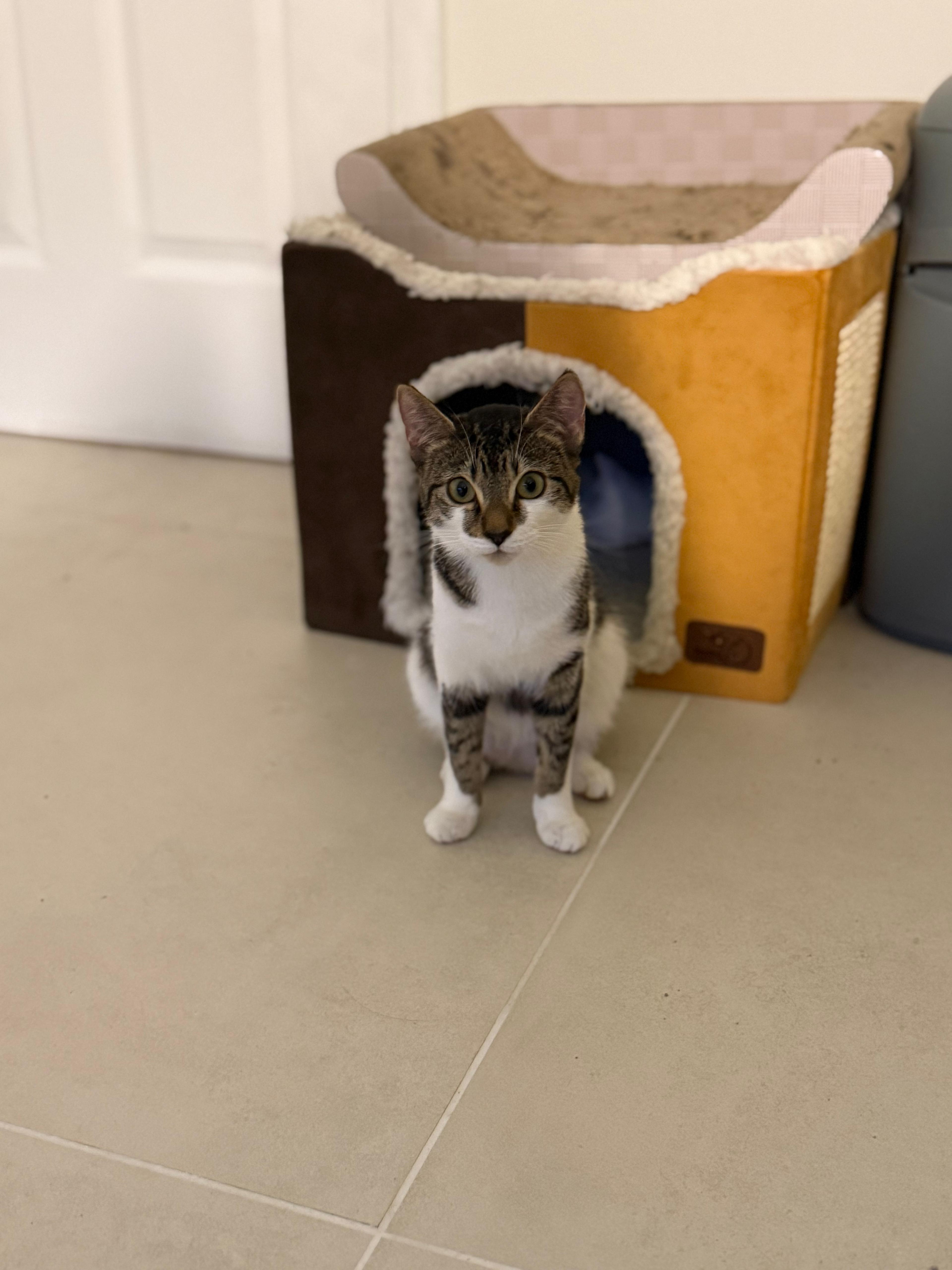 Meet Shayalyn This beautiful tabby girl baby was recently rescued and is looking for a forever home