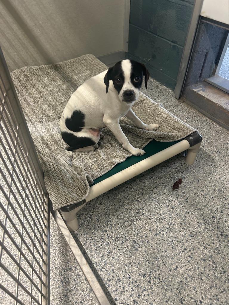 Birdie Jo, Adopted, Young Female Jack Russell Terrier.