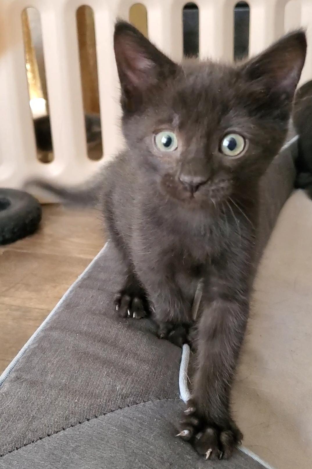 Enlarge Luka, a Adoptable mixed breed in Temecula, CA image 2/4