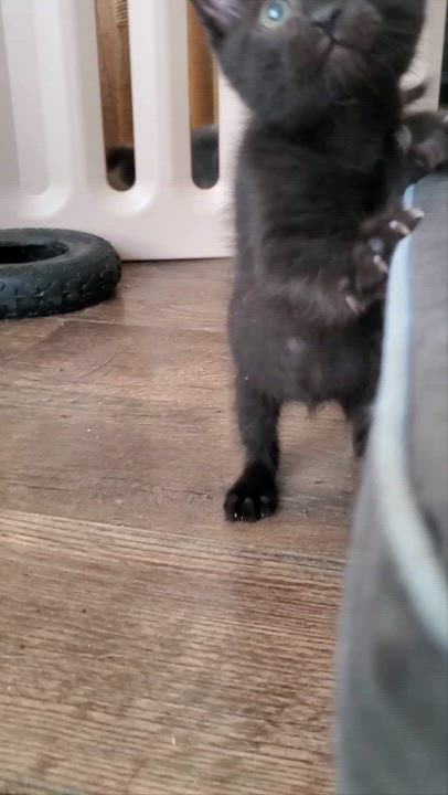 Enlarge Luka, a Adoptable mixed breed in Temecula, CA video 3/4