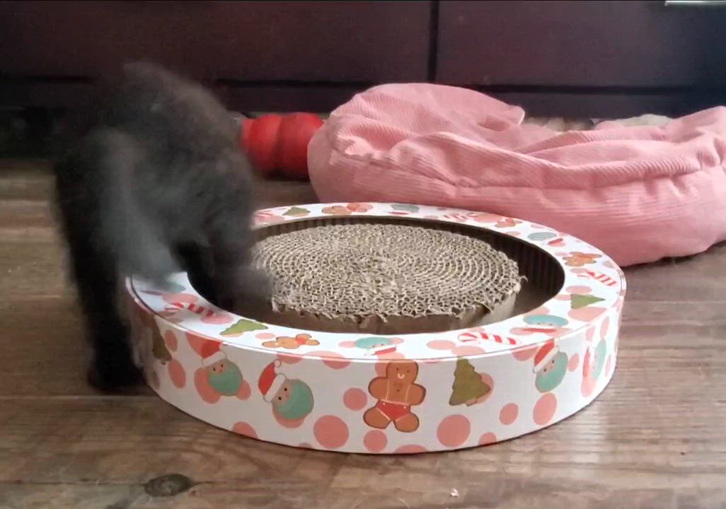 Enlarge Luka, a Adoptable mixed breed in Temecula, CA video 4/4