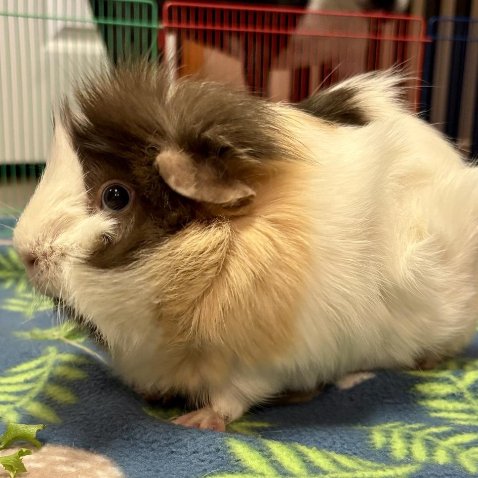 Bingo & Flo BONDED PAIR 6