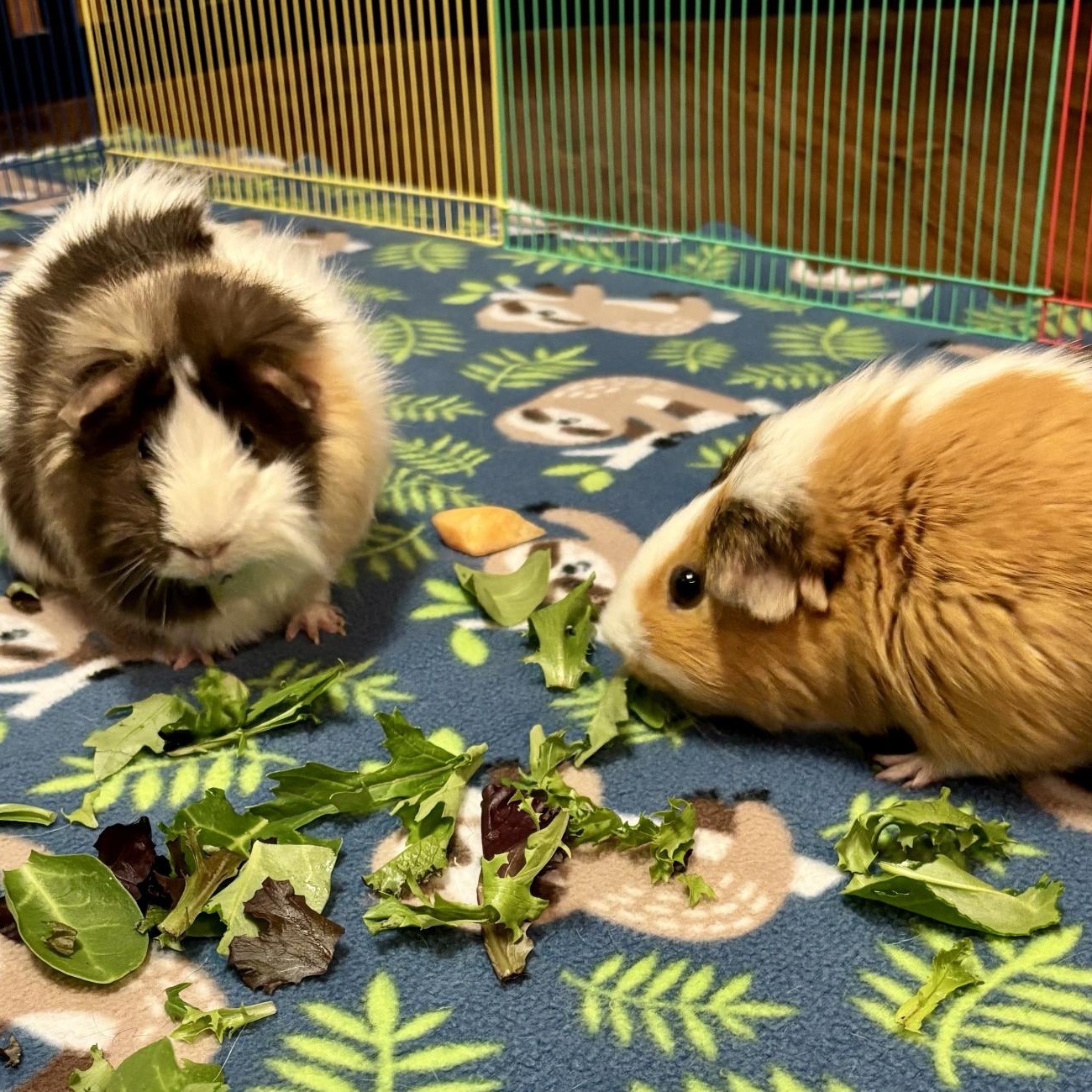 Bingo & Flo BONDED PAIR