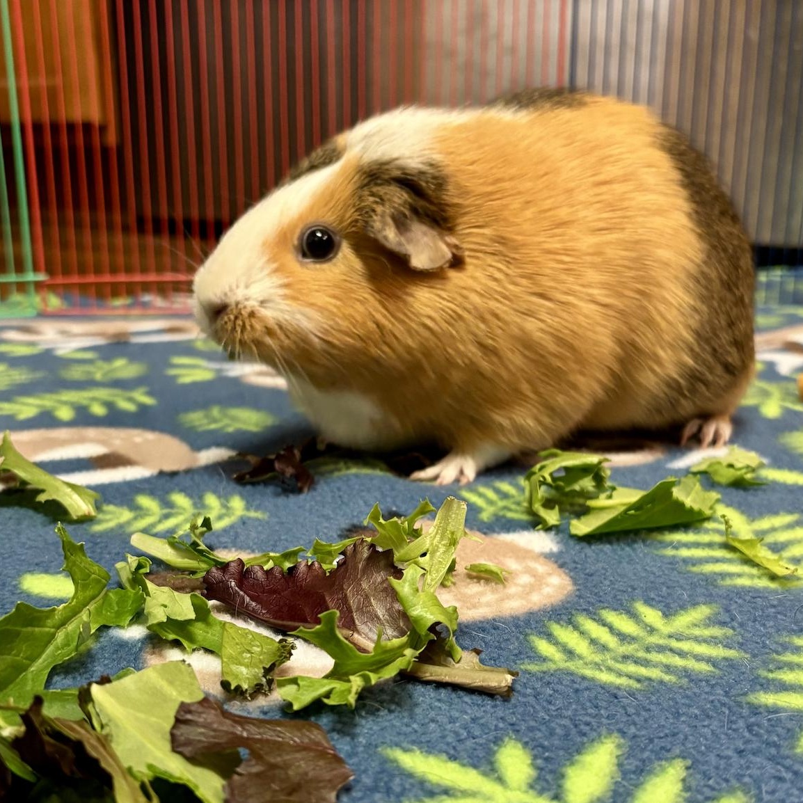 Bingo & Flo BONDED PAIR 3