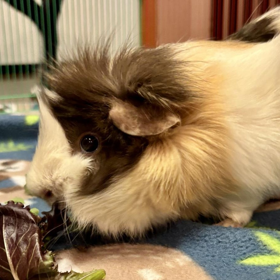 Bingo & Flo BONDED PAIR 4
