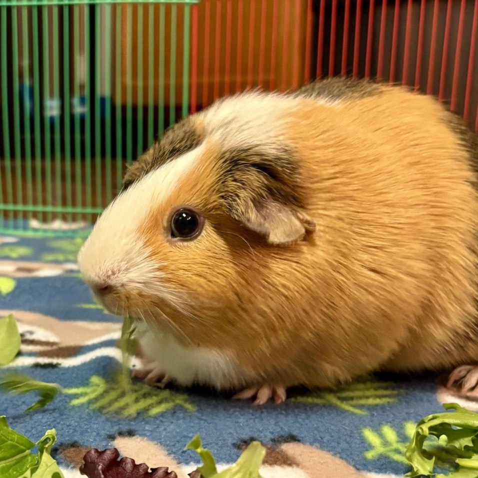 Bingo & Flo BONDED PAIR 5