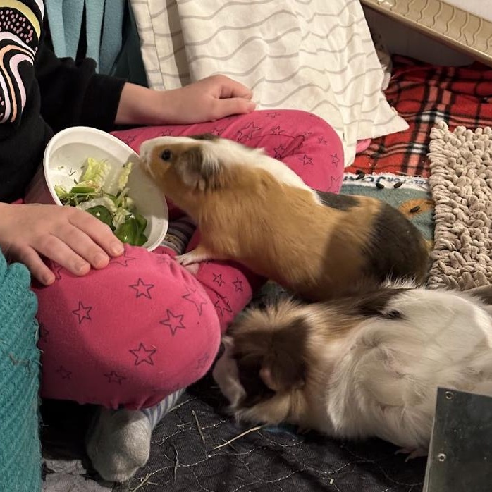 Bingo & Flo BONDED PAIR 2
