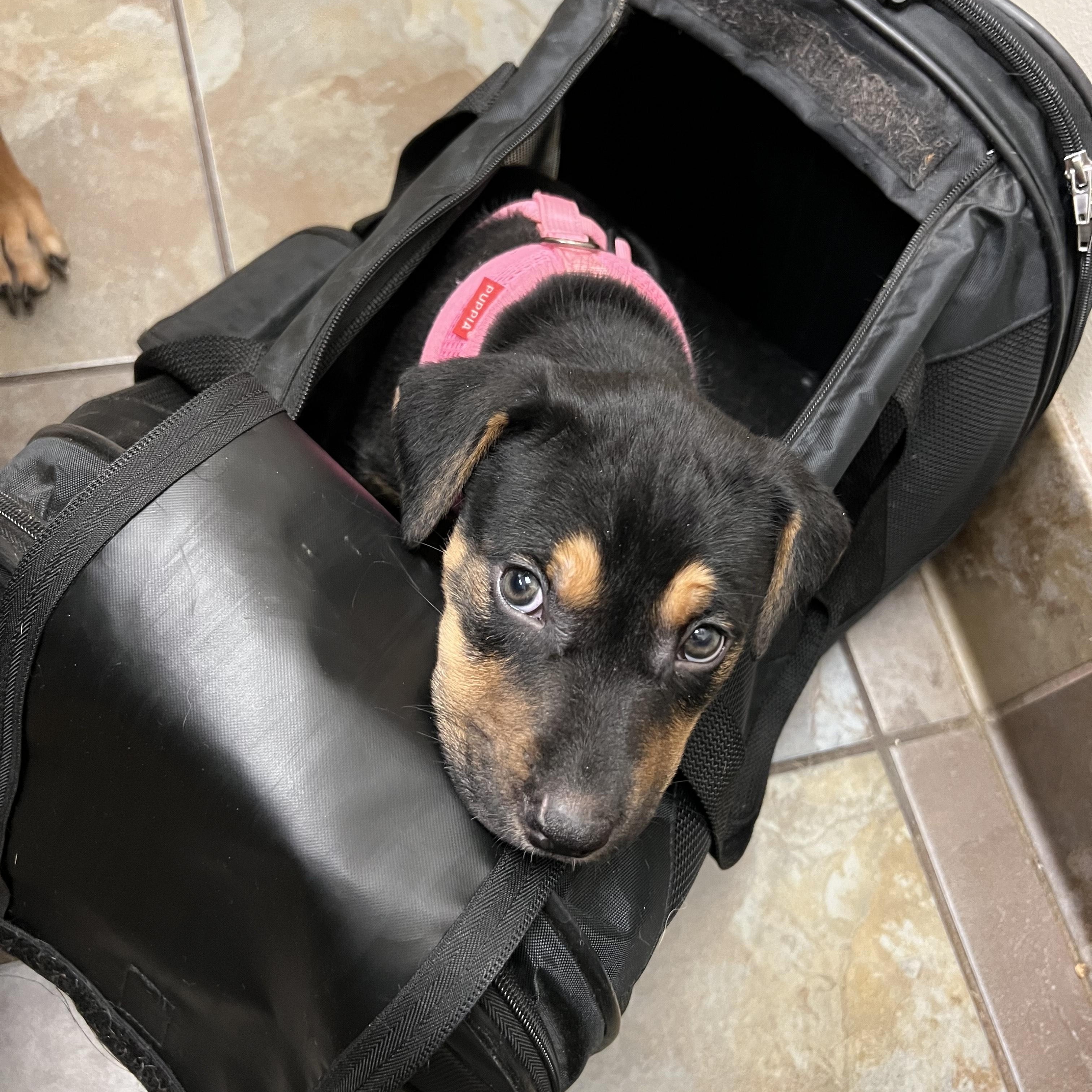 Enlarge Ivy Abingdon, a Adoptable mixed breed in Waldorf, MD image 2/5