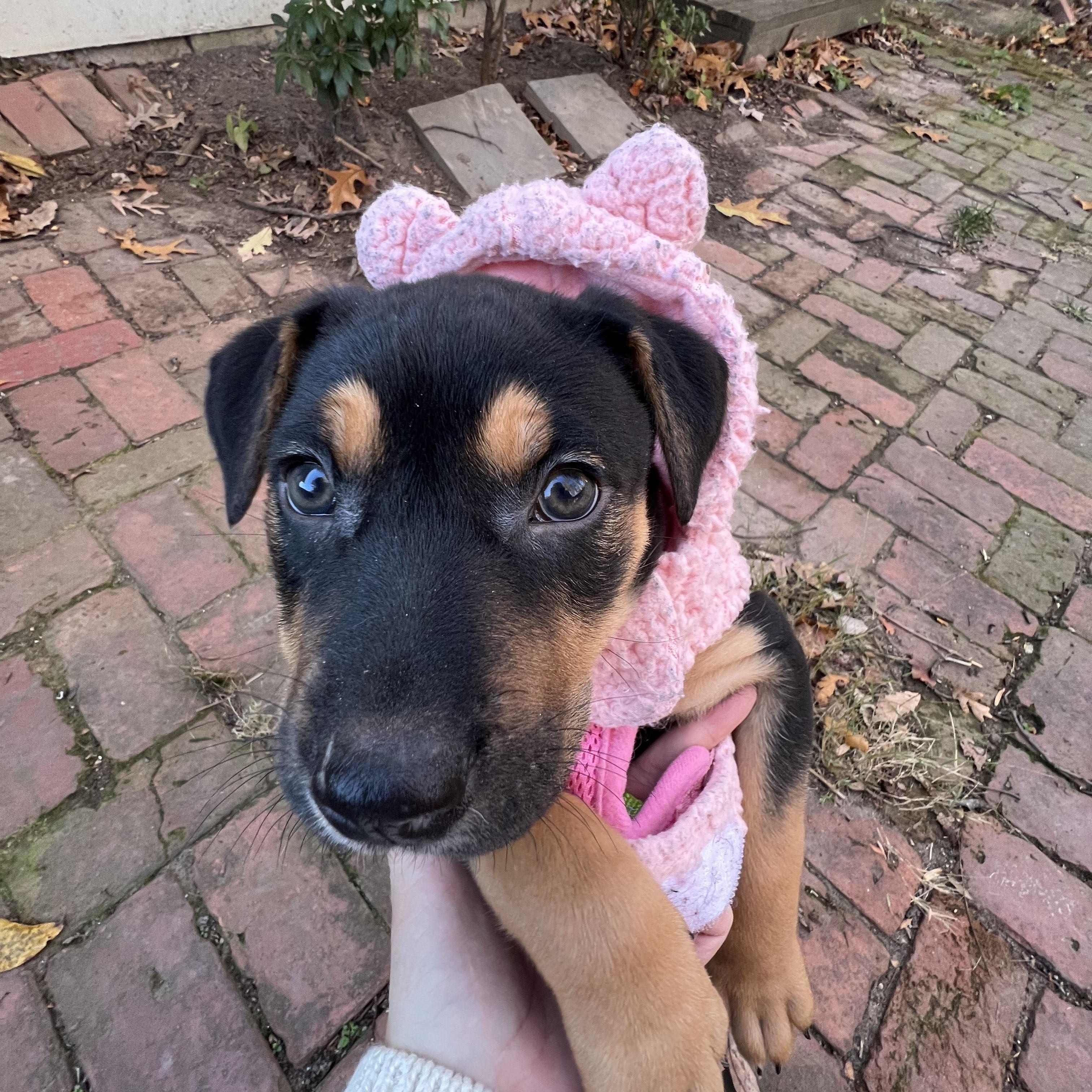 Enlarge Ivy Abingdon, a Adoptable mixed breed in Waldorf, MD image 3/5