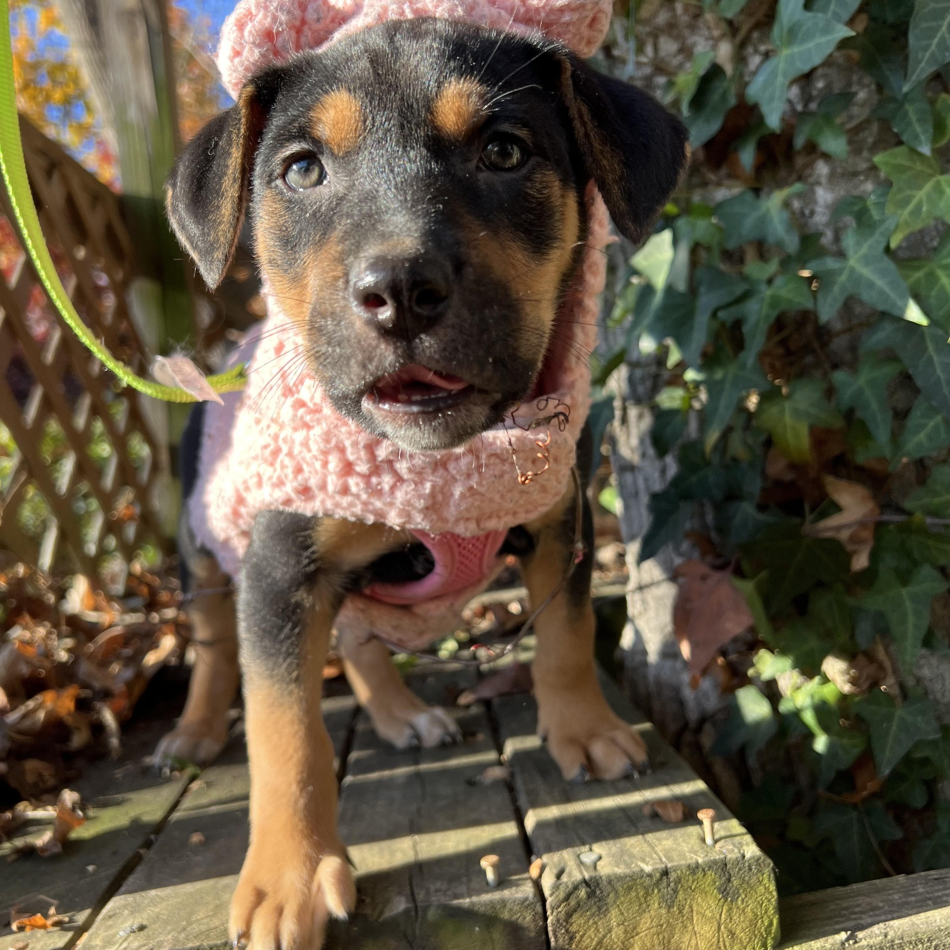 Enlarge Ivy Abingdon, a Adoptable mixed breed in Waldorf, MD image 4/5